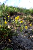 Potentilla crantzii. Побеги с цветками и бутонами. Санкт-Петербург, Пушкинский р-н, окр. пос. Александровская, луговой склон, участок обнажённого грунта. 14.05.2023.