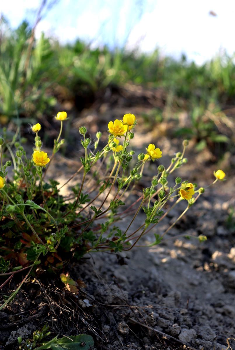 Image of Potentilla crantzii specimen.