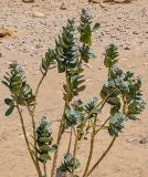 Calotropis procera. Ветви цветущего растения. Египет, мухафаза Эль-Гиза, окр. г. Дахшур, каменисто-песчаная пустыня. 29.04.2023.