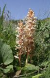 Orobanche form maxima