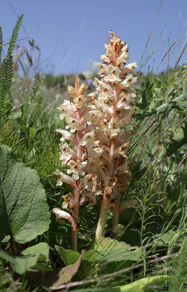 Image of Orobanche alba f. maxima specimen.