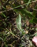 Erigeron orientalis