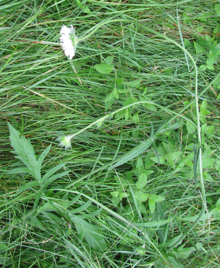 Image of Knautia arvensis specimen.