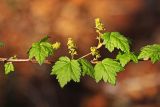 Ribes maximoviczianum