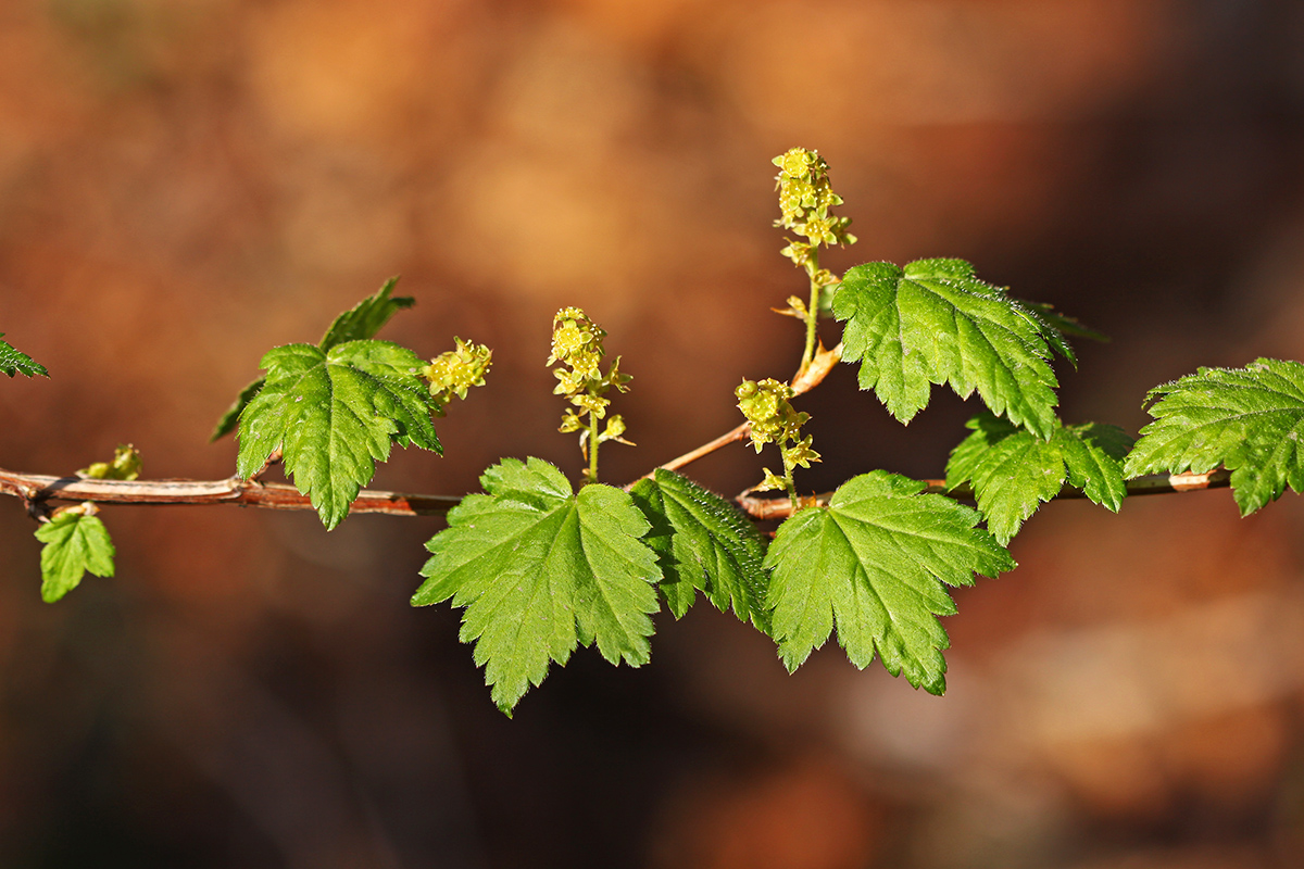 Image of Ribes maximoviczianum specimen.