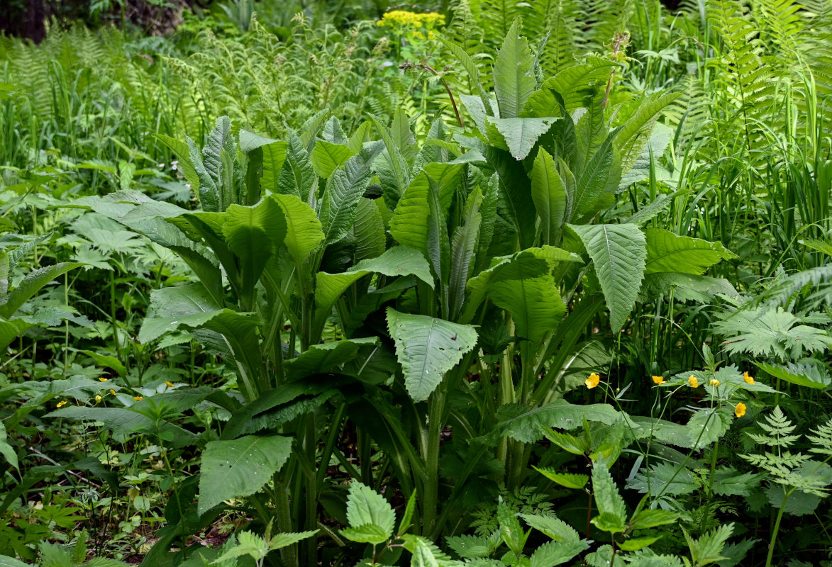 Image of Cirsium helenioides specimen.