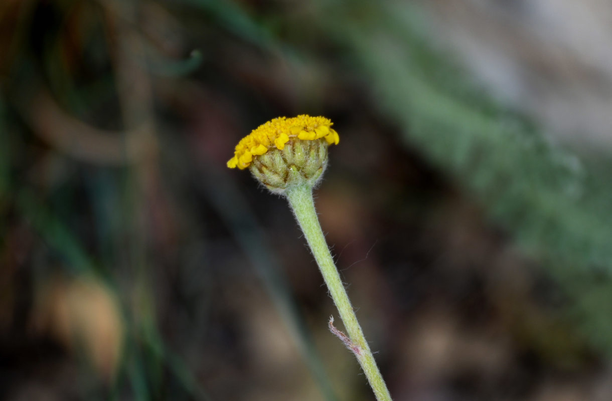 Image of Tanacetum aureum specimen.
