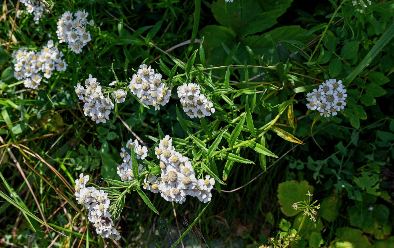 Image of Achillea ptarmica ssp. macrocephala specimen.