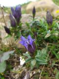 Gentiana septemfida. Цветок и бутон. Краснодарский край, городской округ Сочи, Адлерский р-н, с. Эстосадок, горнолыжный курорт \"Роза Хутор\", пеший маршрут \"Панорама\", южный склон хр. Аибга, 2200 м н.у.м., субальпийский луг. 08.08.2023.