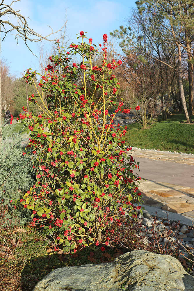 Изображение особи Ilex &times; meserveae.
