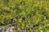 Lumnitzera racemosa. Верхушки ветвей. Вьетнам, провинция Кханьхоа, окр. г. Нячанг, остров Орхидей (Hoa Lan), песчаная коса рядом с устьем реки. 07.09.2023.