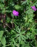 Geranium sanguineum. Верхушки побегов с цветками и незрелым плодом. Северная Осетия, Алагирский р-н, Куртатинское ущелье, Кадаргаванский каньон, луговой склон. 23.07.2022.