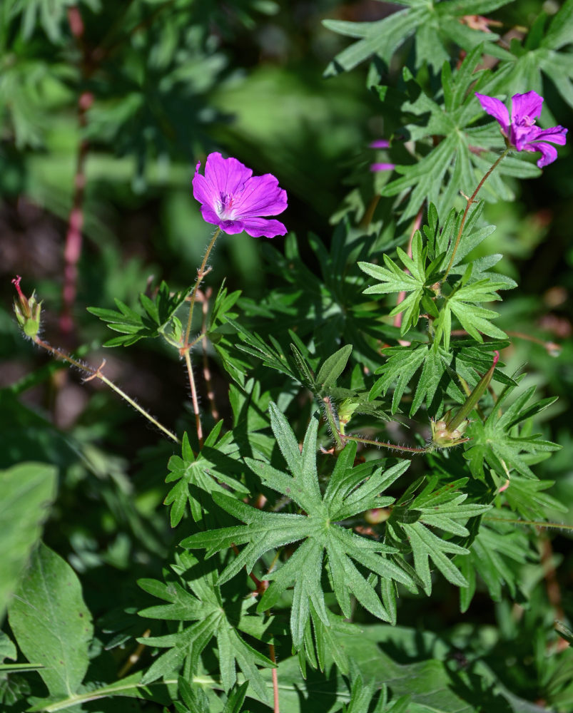 Image of Geranium sanguineum specimen.