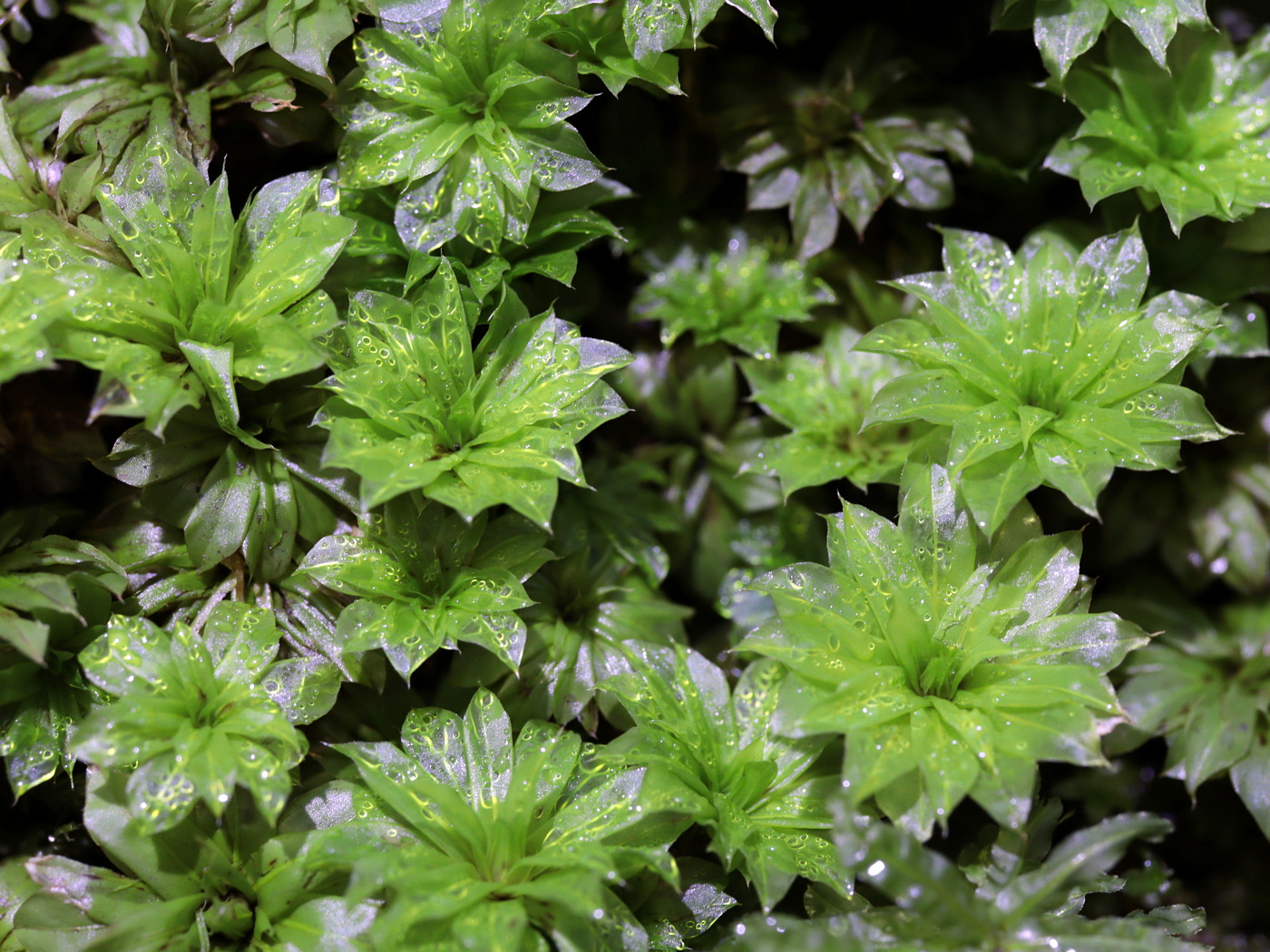 Изображение особи Rhodobryum ontariense.
