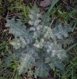 genus Cirsium