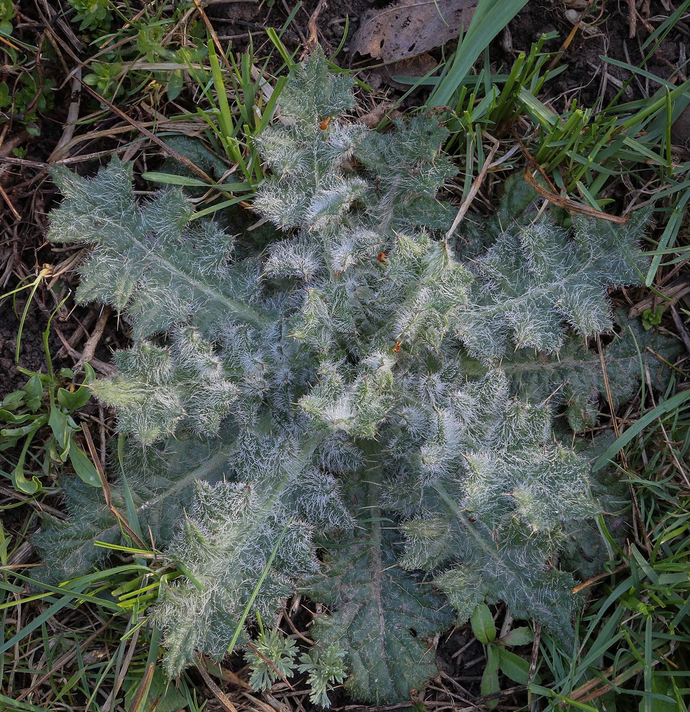 Изображение особи род Cirsium.