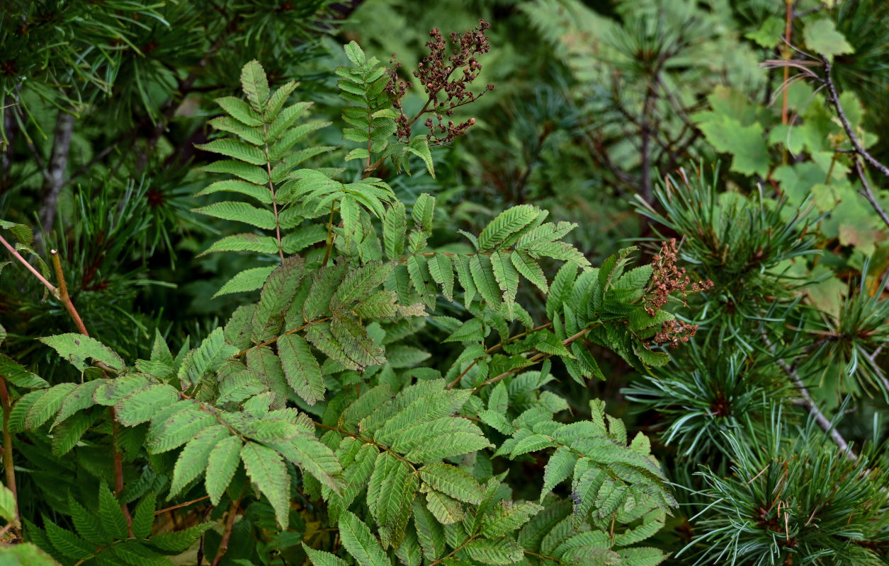 Image of Sorbaria sorbifolia specimen.