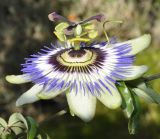 Passiflora caerulea