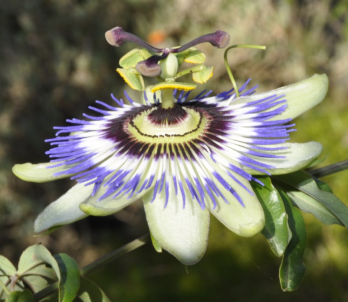 Image of Passiflora caerulea specimen.