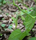 Aristolochia iberica. Часть побега с цветком и сидящей тлёй. Абхазия, Гудаутский р-н, окр. с. Лдза, широколиственный лес. 11.04.2024.