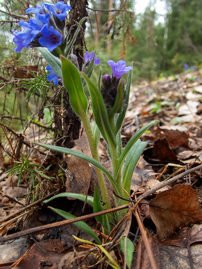 Изображение особи Pulmonaria angustifolia.