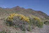 Caragana balchaschensis