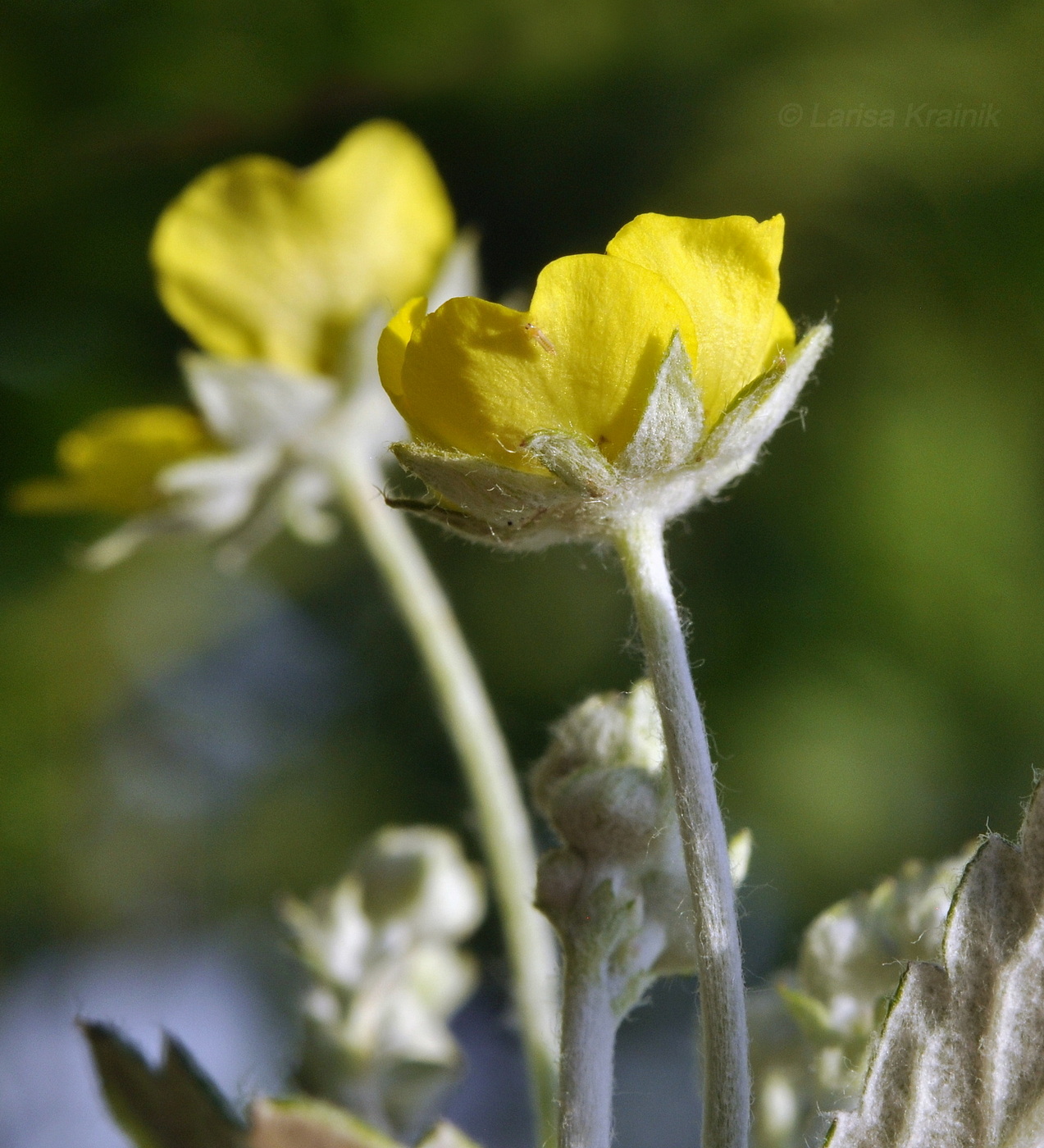 Изображение особи Potentilla discolor.