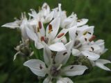 Allium ramosum