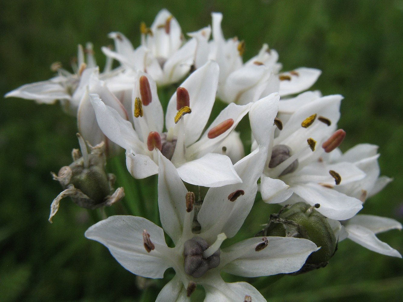 Изображение особи Allium ramosum.