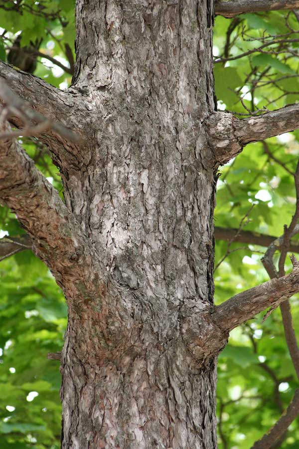 Изображение особи Pinus nigra.