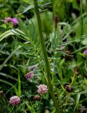 Valeriana officinalis