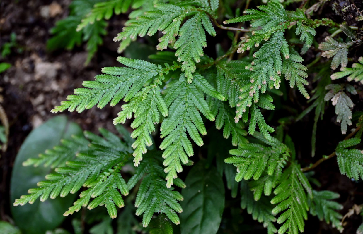 Image of Selaginella delicatula specimen.