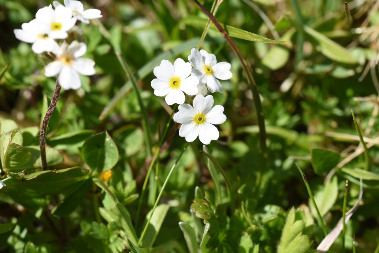Image of Androsace barbulata specimen.