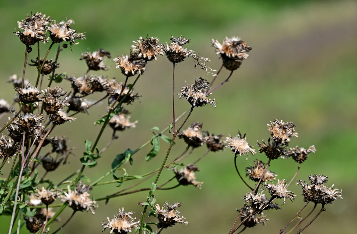 Image of Centaurea scabiosa specimen.