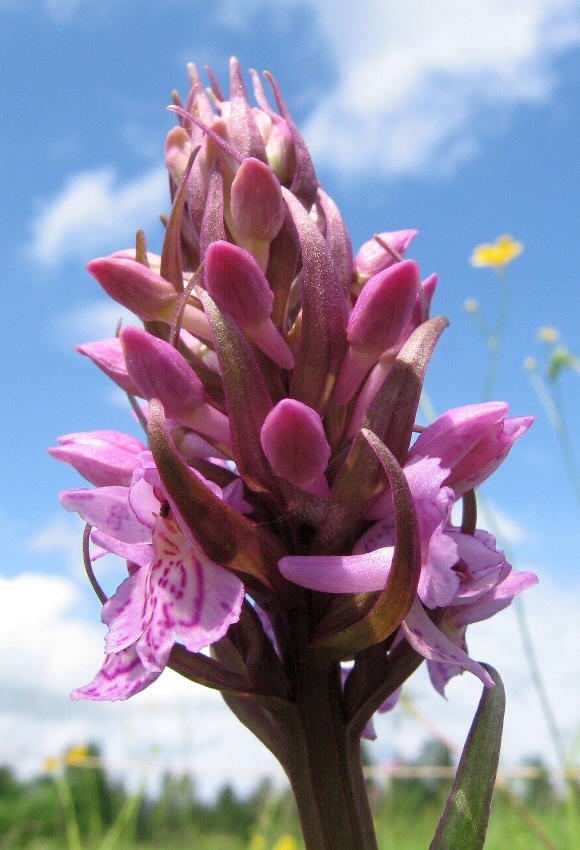 Image of Dactylorhiza baltica specimen.