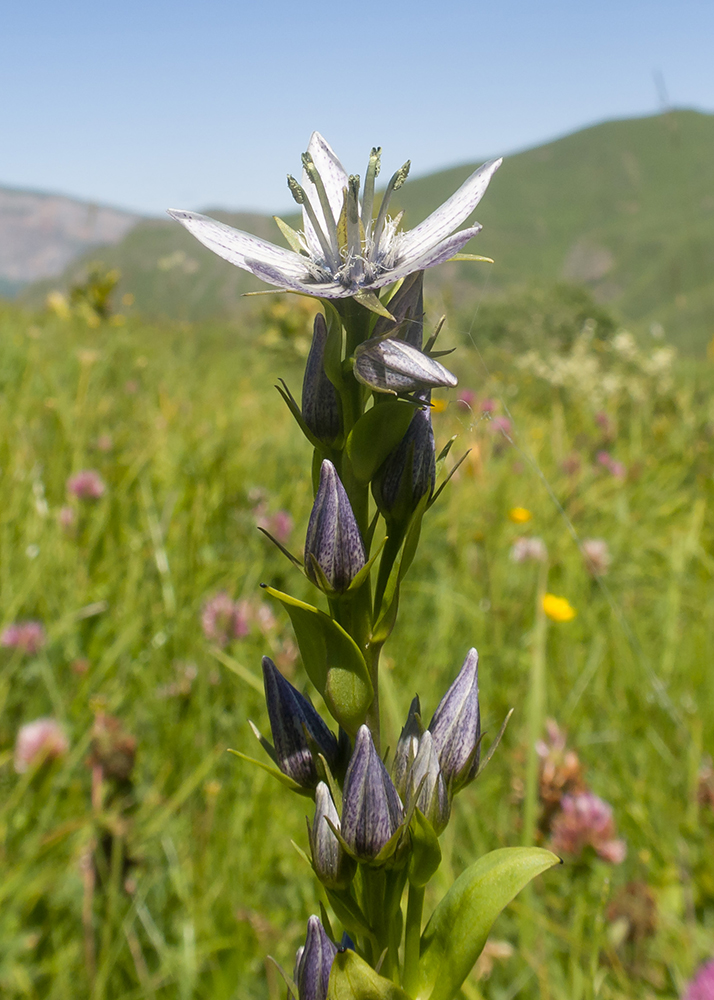 Image of Swertia iberica specimen.