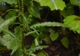 род Rumex