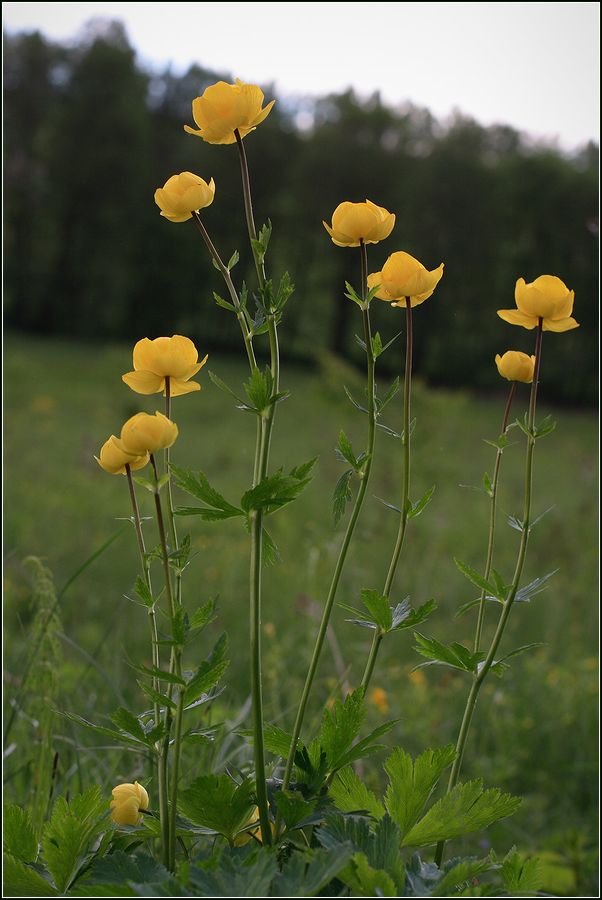 Изображение особи Trollius europaeus.