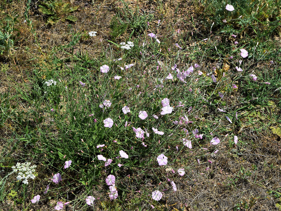 Изображение особи Convolvulus subhirsutus.