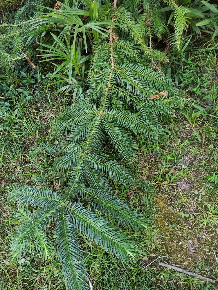 Image of Cunninghamia konishii specimen.