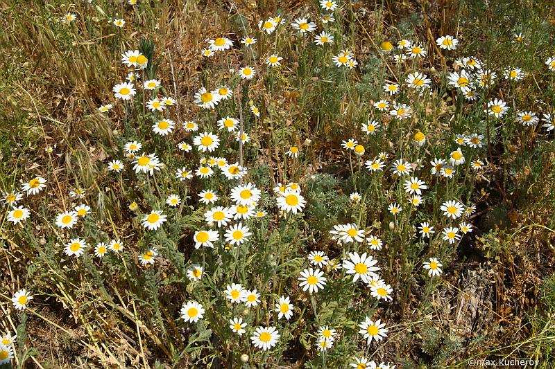 Image of Anthemis ruthenica specimen.