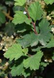 Spiraea pilosa