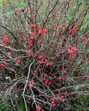 Chaenomeles × superba. Ветви цветущего растения. Краснодарский край, Сочи, Адлерский р-н, парк \"Южные культуры\", в культуре. 09.03.2025.