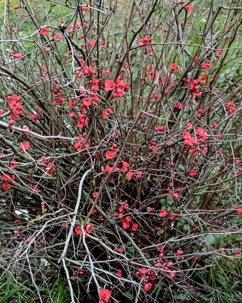 Image of Chaenomeles × superba specimen.