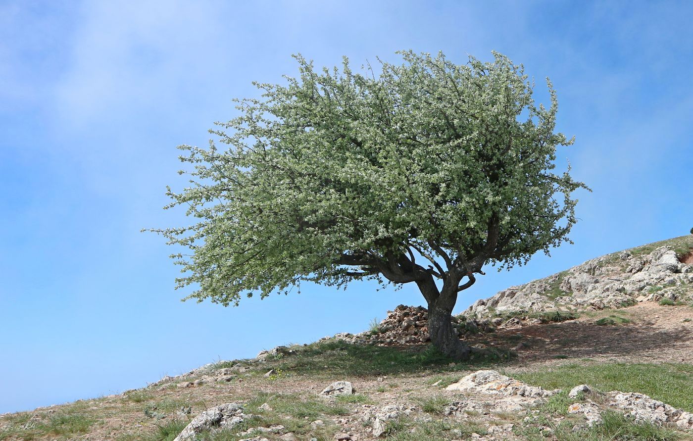 Image of Pyrus elaeagrifolia specimen.