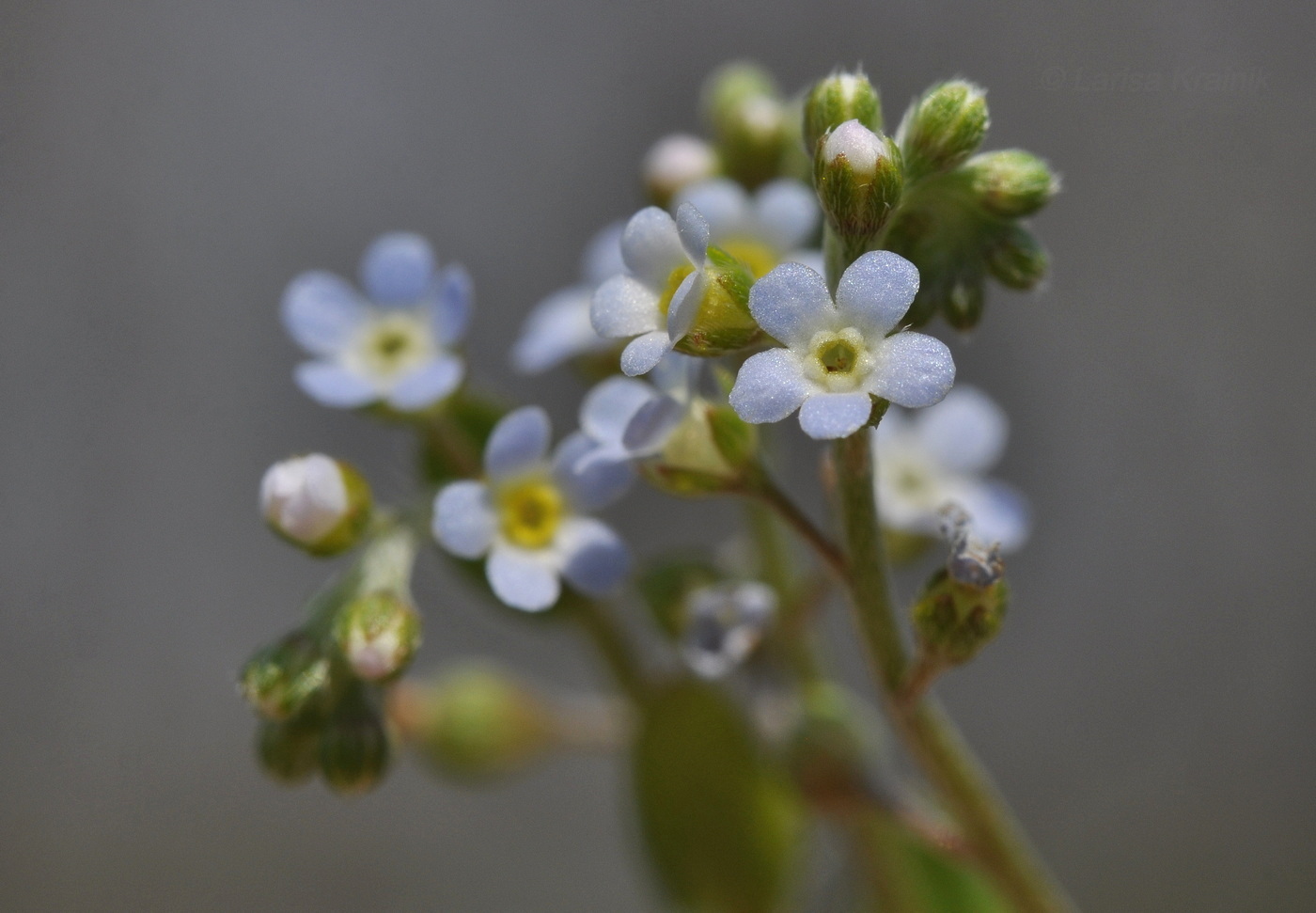 Изображение особи Trigonotis peduncularis.