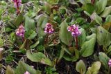 Bergenia pacifica. Цветущие растения. Приморский край, Чугуевский р-н, гора Облачная, выс. 1850 м н.у.м., в горной тундре. 07.06.2025.