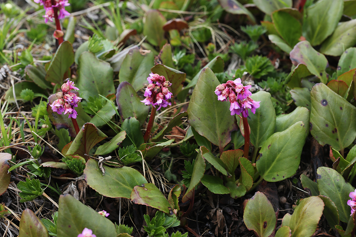 Image of Bergenia pacifica specimen.
