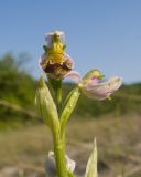Ophrys apifera. Цветки. Краснодарский край, Крымский р-н, окр. станицы Неберджаевская, ур. Темрючки, старый заброшенный мергелевый карьер, дно карьера, среди куртин Bothriochloa ischaemum. 06.06.2025.
