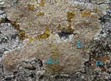 Lecanora intricata